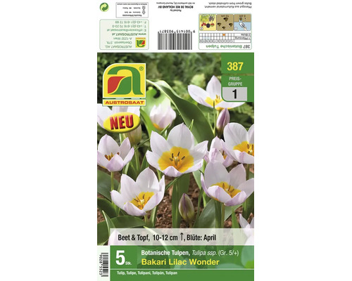 Packung mit 5 botanischen Tulpenzwiebeln Bakari Lilac Wonder für Beet und Topf mit Pflanzanleitung und Informationen zur Blütezeit im April.