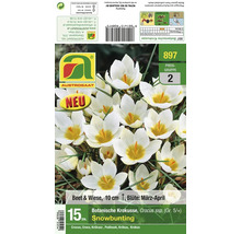 Produktverpackung fuer 15 Stueck botanische Krokusse der Sorte Snowbunting mit weissen Blueten fuer Beet und Wiese.