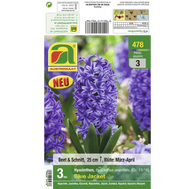 Blumenzwiebeln Hyazinthen Blue Jacket, Sorte Hyacinthus orientalis, zur Pflanzung im Garten oder als Schnittblume, Wuchshöhe 25 Zentimeter.