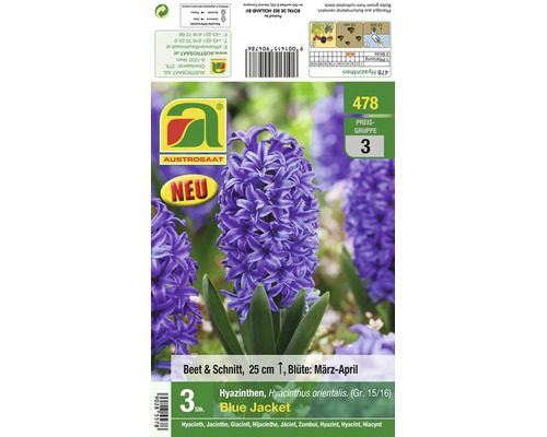 Blumenzwiebeln Hyazinthen Blue Jacket, Sorte Hyacinthus orientalis, zur Pflanzung im Garten oder als Schnittblume, Wuchshöhe 25 Zentimeter.