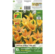 Verpackung mit zehn Blumenzwiebeln der botanischen Tulpe Sorte Moondance von Austrosaat zur Pflanzung im Beet oder Topf.