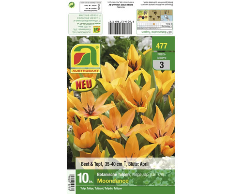 Verpackung mit zehn Blumenzwiebeln der botanischen Tulpe Sorte Moondance von Austrosaat zur Pflanzung im Beet oder Topf.