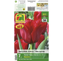 Packung mit sieben Triumph Tulpen Seadov Blumenzwiebeln für das Beet und als Schnittblumen mit einer Wuchshöhe von 30 bis 40 Zentimetern.