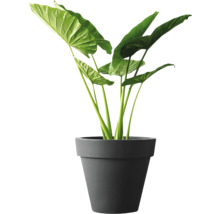 Alocasia Zimmerpflanze mit großen Blättern in einem schlichten Pflanztopf.