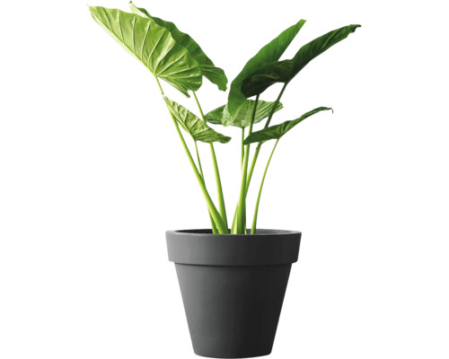 Alocasia Zimmerpflanze mit großen Blättern in einem schlichten Pflanztopf.