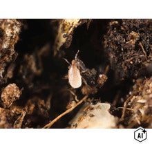 Raubmilbe als Nützling zur biologischen Schädlingsbekämpfung in Erde (Image AI modified or generated)