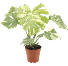 Monstera deliciosa variegata Zimmerpflanze mit panaschierten Blaettern in einem Kunststofftopf