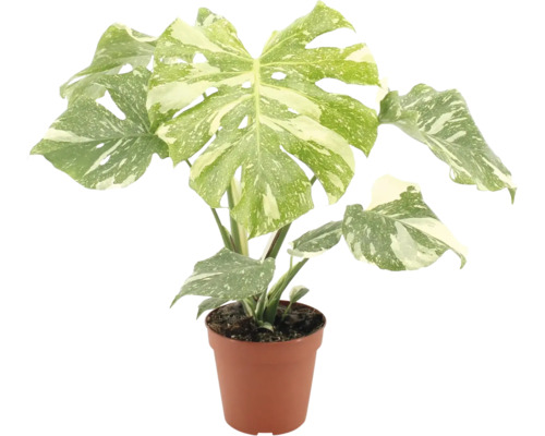 Monstera deliciosa variegata Zimmerpflanze mit panaschierten Blaettern in einem Kunststofftopf