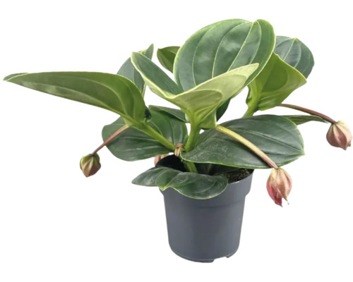 Medinilla magnifica Zimmerpflanze in einem runden Kunststofftopf mit großen, glänzenden Blättern und hängenden Knospen.