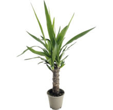 Yucca Palme als Zimmerpflanze mit stabilem Stamm im Pflanztopf