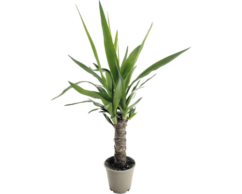 Yucca Palme als Zimmerpflanze mit stabilem Stamm im Pflanztopf