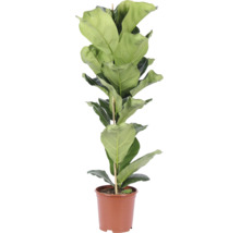 Geigenfeige Ficus lyrata als Zimmerpflanze in einem Kunststofftopf mit Stützstab