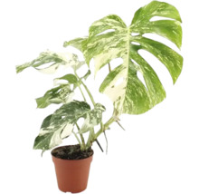Monstera Deliciosa Variegata Zimmerpflanze im Kunststofftopf