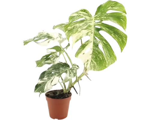 Monstera Deliciosa Variegata Zimmerpflanze im Kunststofftopf Monstera Deliciosa Variegata Zimmerpflanze im Kunststofftopf