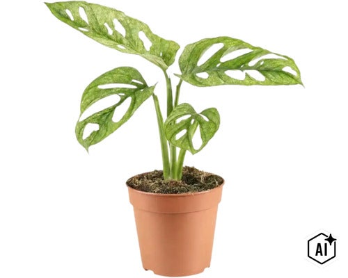 Monstera Adansonii Zimmerpflanze mit charakteristischen Blättern in einem Kunststofftopf (Image AI modified or generated)