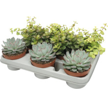 Ein Tray mit drei Echeveria Sukkulenten und einer Portulacaria Afra Zimmerpflanze in kleinen Kunststofftöpfen zur Dekoration.