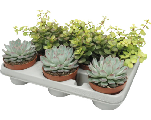 Ein Tray mit drei Echeveria Sukkulenten und einer Portulacaria Afra Zimmerpflanze in kleinen Kunststofftöpfen zur Dekoration.