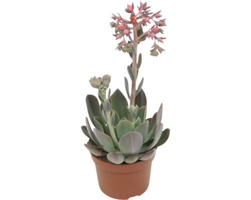 Echeveria Sukkulente in einem Pflanztopf mit Blütenständen