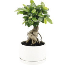 Ficus Ginseng als Bonsai in einem runden Pflanztopf mit dichtem Blattwerk und markanter Wurzelstruktur.