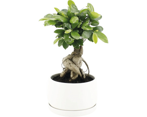 Ficus Ginseng als Bonsai in einem runden Pflanztopf mit dichtem Blattwerk und markanter Wurzelstruktur.
