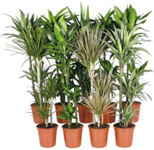 Sammlung verschiedener Dracaena Zimmerpflanzen in Kunststofftöpfen zur Dekoration