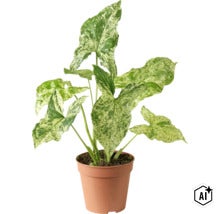 Syngonium Zimmerpflanze mit panaschierten pfeilförmigen Blättern in einem Kunststofftopf (Image AI modified or generated)
