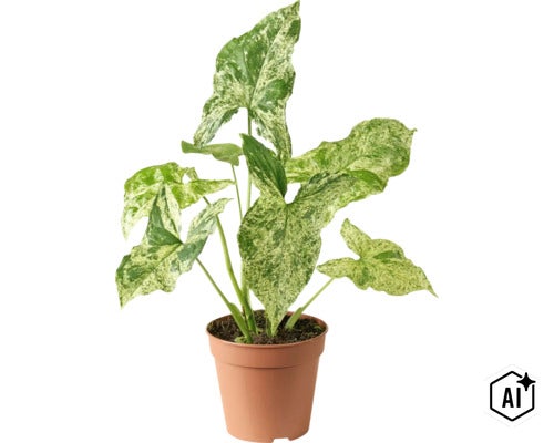 Syngonium Zimmerpflanze mit panaschierten pfeilförmigen Blättern in einem Kunststofftopf (Image AI modified or generated)