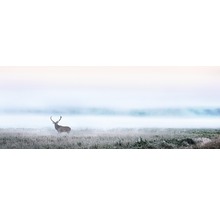 Hirsch auf einer Wiese im Nebel