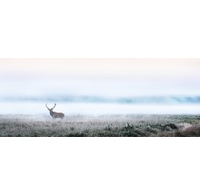 Hirsch auf einer Wiese im Nebel.