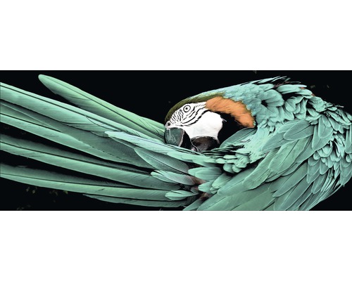 Glasbild Green Parrot 50x125 cm