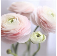 Glasbild Pink Flowers III 20x20 cm-thumb-0 Glasbild Pink Flowers III 20x20 cm-thumb-0