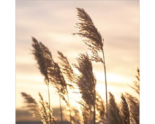 Glasbild Water Grass Sunset 30x30 cm