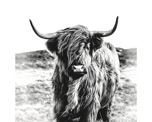 Glasbild Highland Cattle grau 50x50 cm