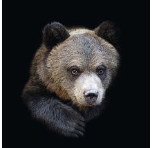 Glasbild Brown bear 20x20 cm-thumb-0 Glasbild Brown bear 20x20 cm-thumb-0