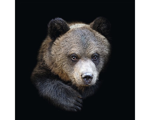 Glasbild Brown bear 20x20 cm-0