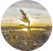 Schilfgras im Gegenlicht der Morgensonne