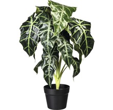 Kunstblume Alocasia im Topf Höhe: 60 cm grün