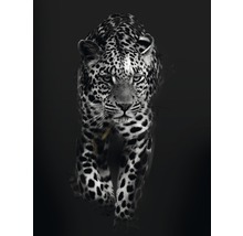 Schwarzweiß-Fotografie eines Leoparden