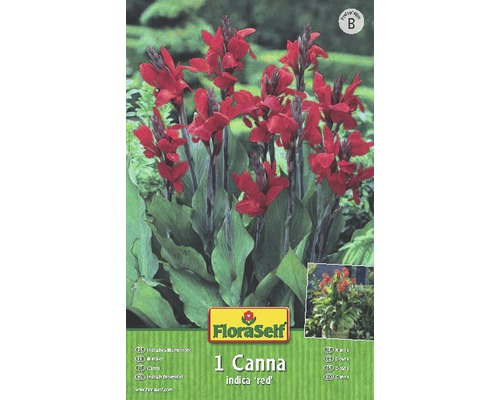 Blumenzwiebel FloraSelf Canna 'Greenleaves Red'1 Stk.