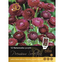 Packung mit 12 lila Ranunkeln