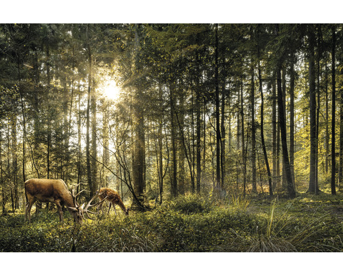 Leinwandbild Rehe im Wald 100x150 cm