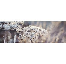 Nahaufnahme von Pflanzen mit Frost bedeckt