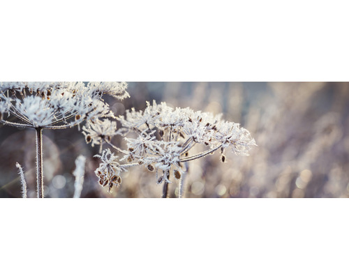 Leinwandbild Winterblumen 50x150 cm