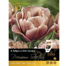 Blumenzwiebeln Tulpen 'Belle Epoque' 11/12 5 Stk.