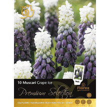 Packung mit 10 Muscari Grape Ice Blumenzwiebeln