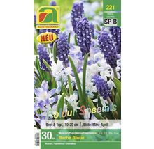 Verpackung mit 30 Stück Muscari, Puschkinia und Chionodoxa Blumenzwiebeln
