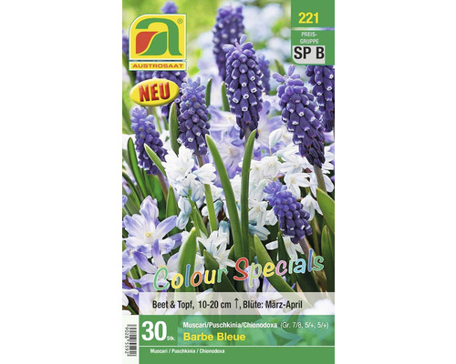 Blumenzwiebel-Mix Austrosaat Traubenhyazinthe, Kegelblume & Sternhyazinthe 'Barbe Bleue' 30 Stk Verpackung mit 30 Stück Muscari, Puschkinia und Chionodoxa Blumenzwiebeln