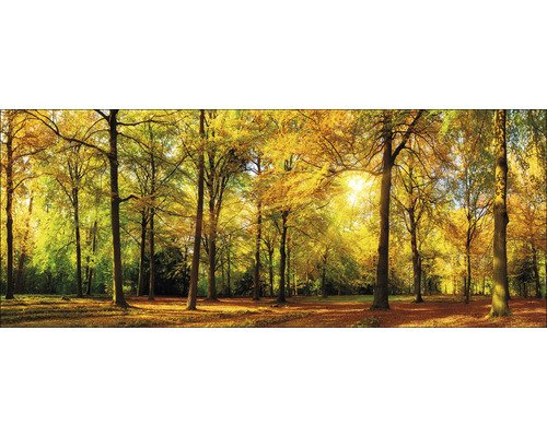 Glasbild Sunshine in the forest 50x125 cm