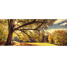 Herbstliche Landschaft mit Baum, Bank und Sonnenschein