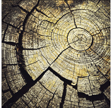 Holzstumpf mit Jahresringen und Rissen